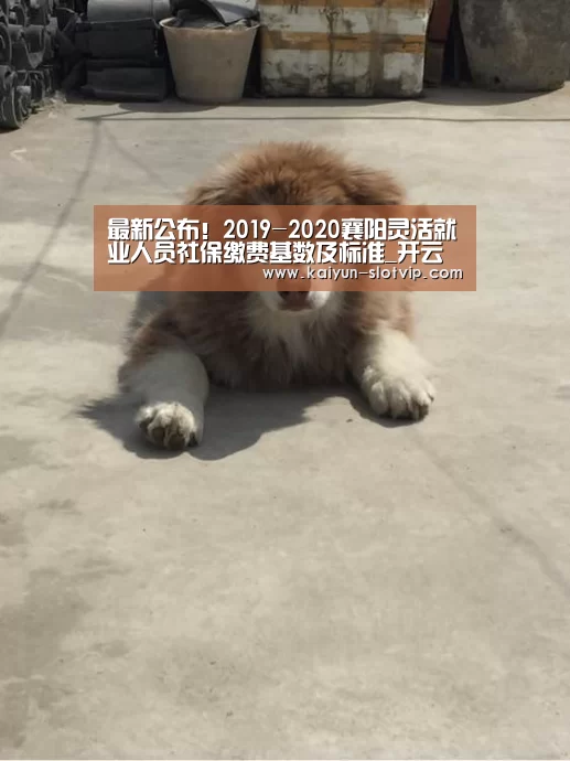 最新公布!2019-2020襄阳灵活就业人员社保缴费基数及标准_开云百家乐(图2) 开云真人